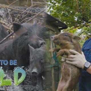Born To Be Wild August 04, 2024 Thumbnail